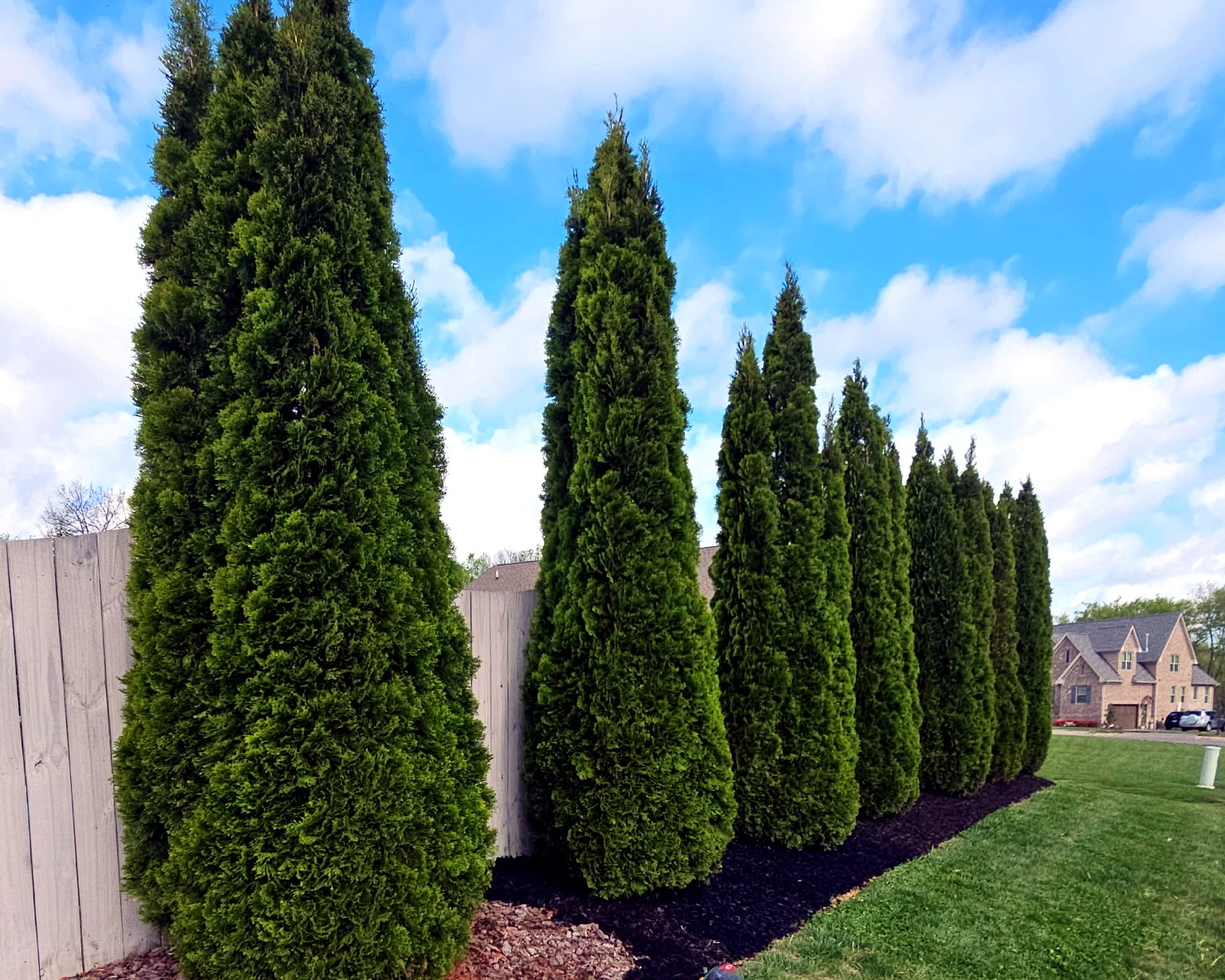 A row of newly planted arborvitae trees with fresh black mulch along a privacy fence