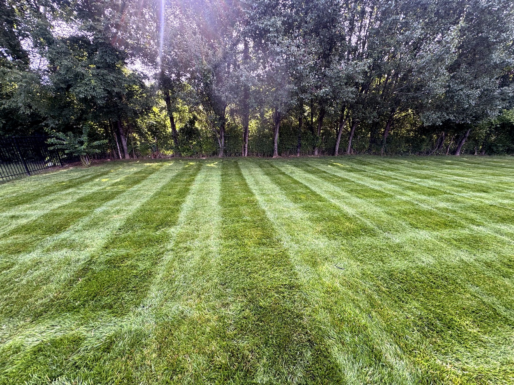 A striped backyard lawn backed by a tree line, lit by golden evening sun