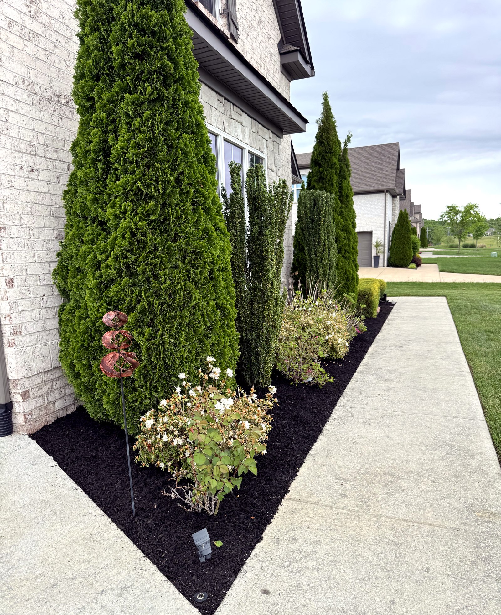 A foundation planting bed with arborvitae, boxwood, and flowering shrubs in fresh mulch