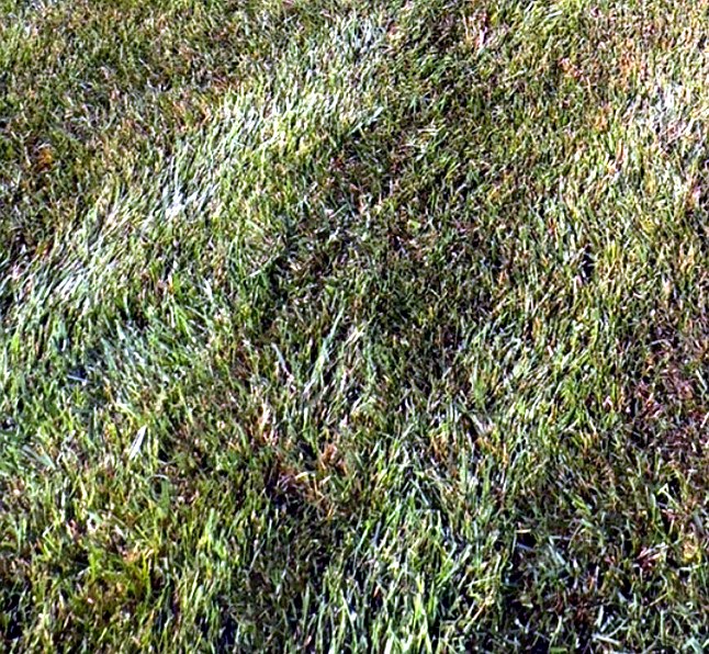 Close-up of thick, healthy green turf